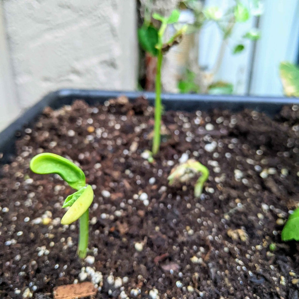 Organic Green Bean Seeds, view 4
