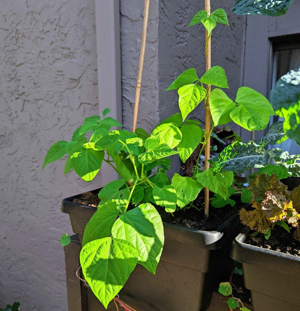 Organic Green Bean Seeds, view 6