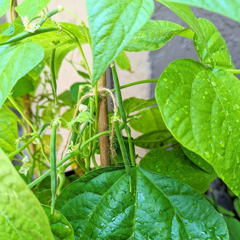 Organic Green Bean Seeds, view 9