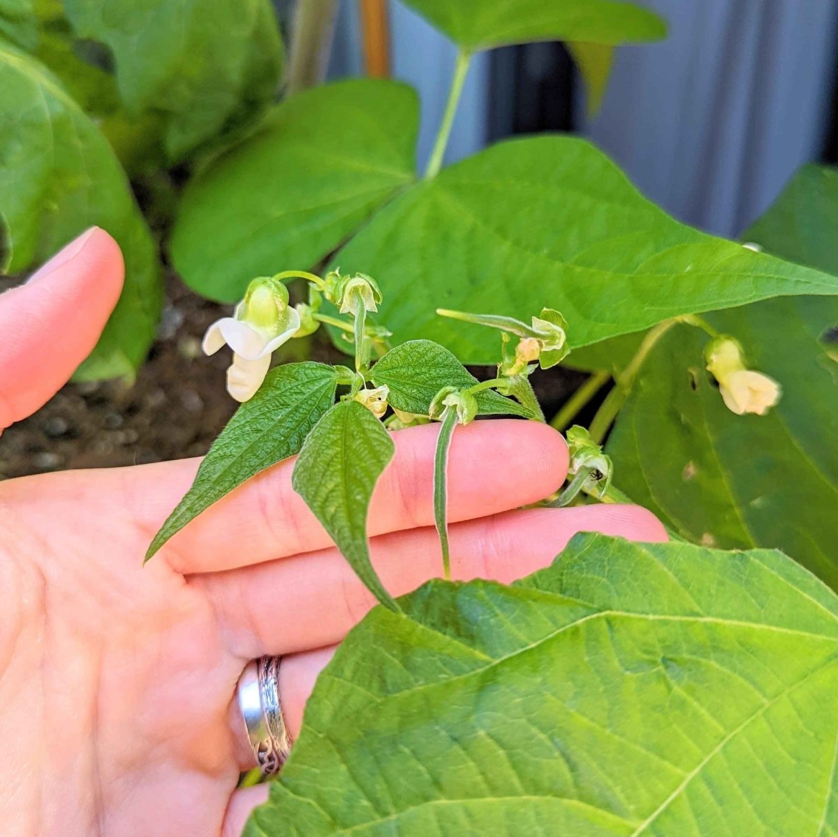 Organic Green Bean Seeds, view 8