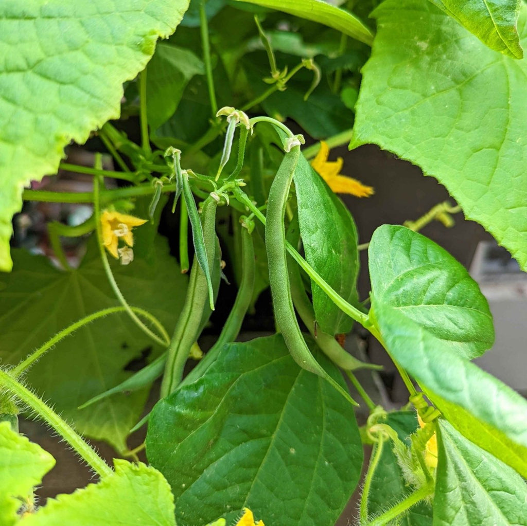 Organic Green Bean Seeds, view 10