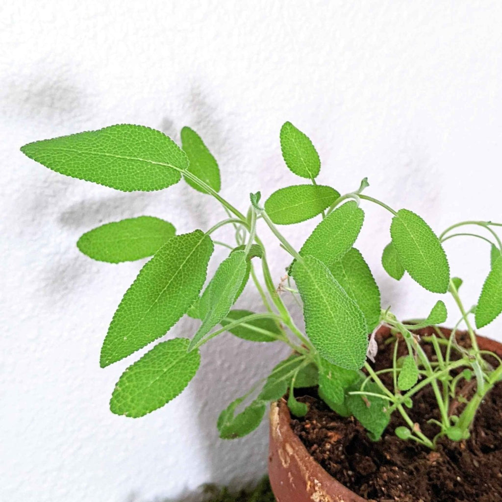 Organic Sage Seeds, view 3