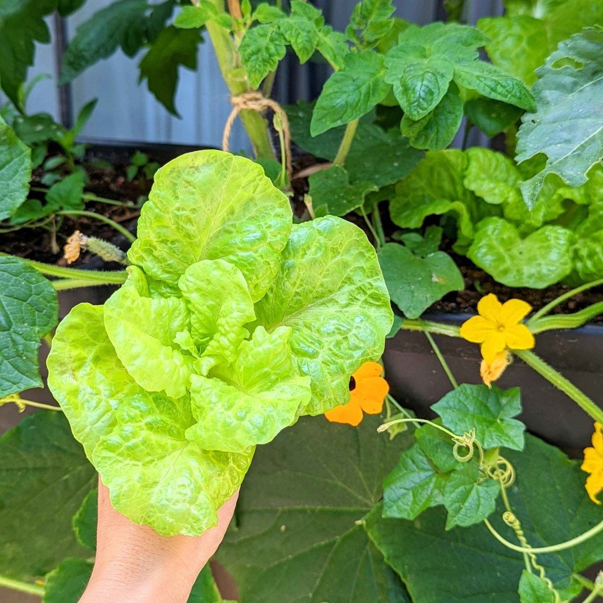 Organic Tom Thumb Lettuce Seeds, view 2