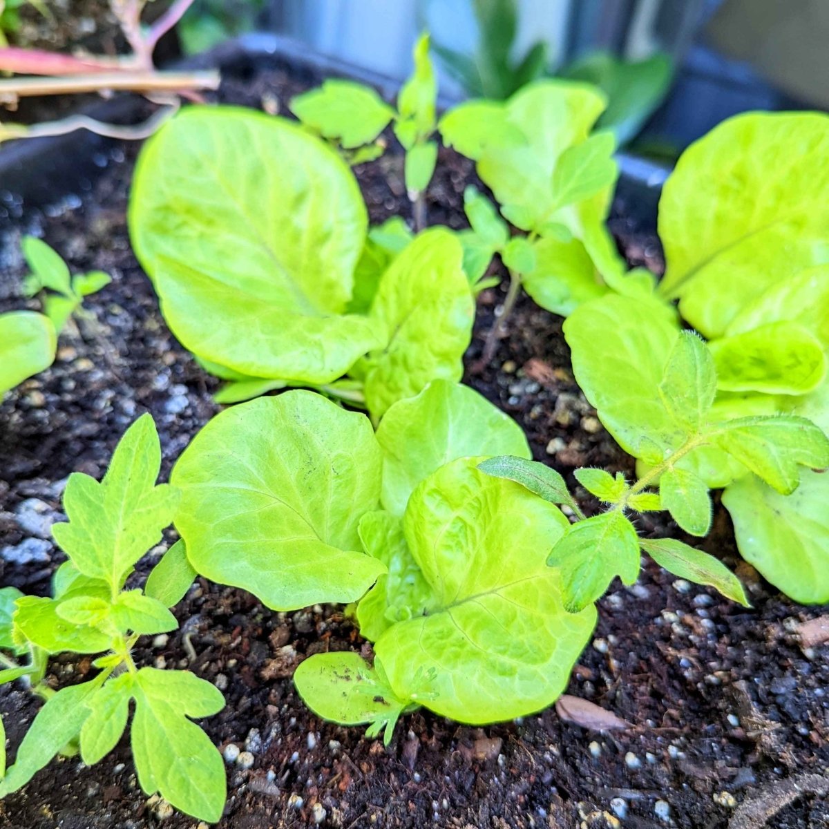 Organic Tom Thumb Lettuce Seeds, view 4
