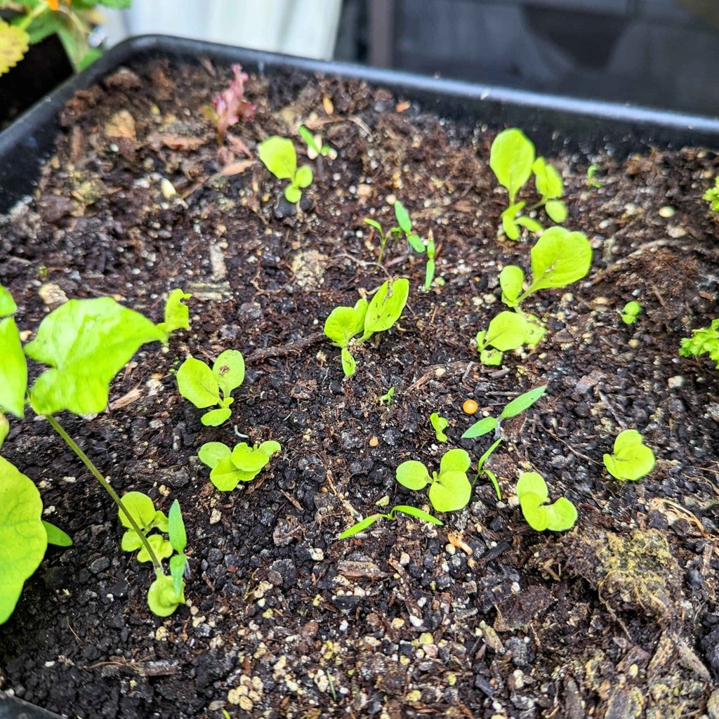 Organic Tom Thumb Lettuce Seeds, view 3