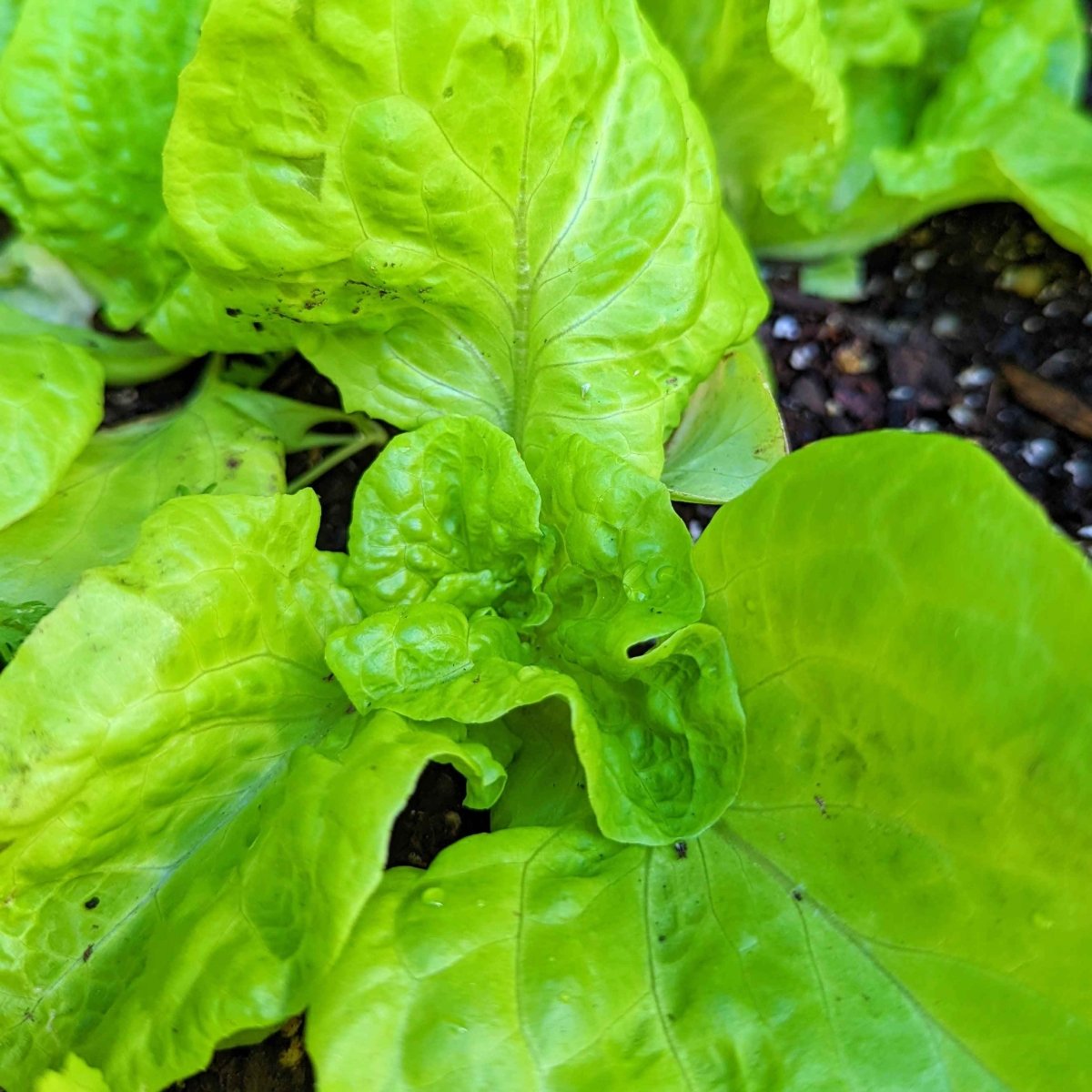 Organic Tom Thumb Lettuce Seeds, view 5
