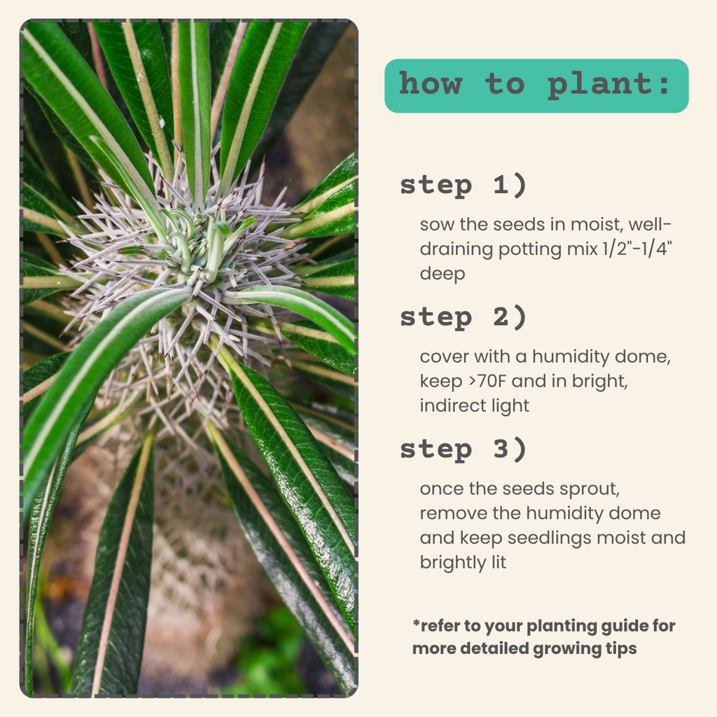 Pachypodium lamerei 'Madagascar Palm' Seeds, view 5
