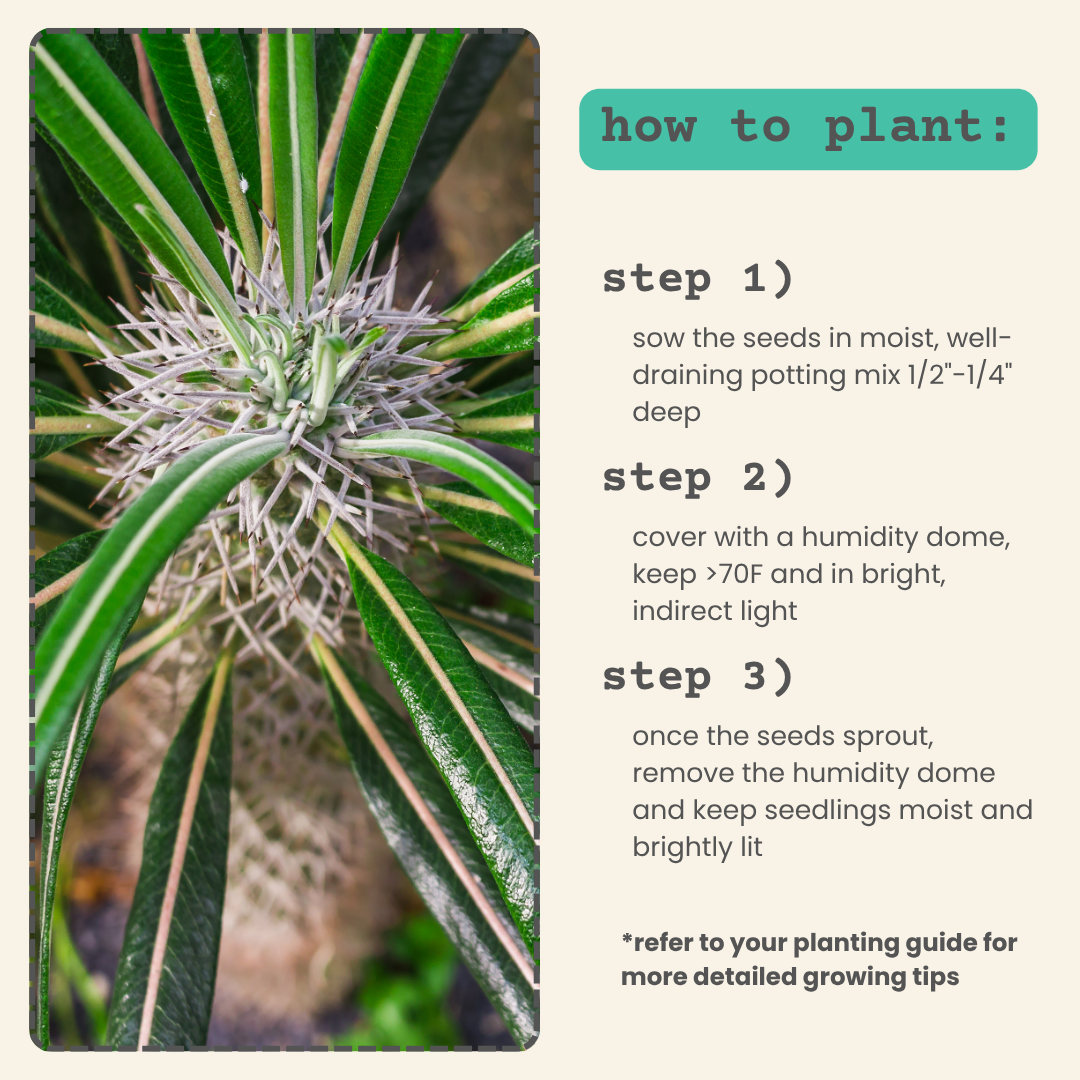 Pachypodium lamerei 'Madagascar Palm' Seeds, view 5