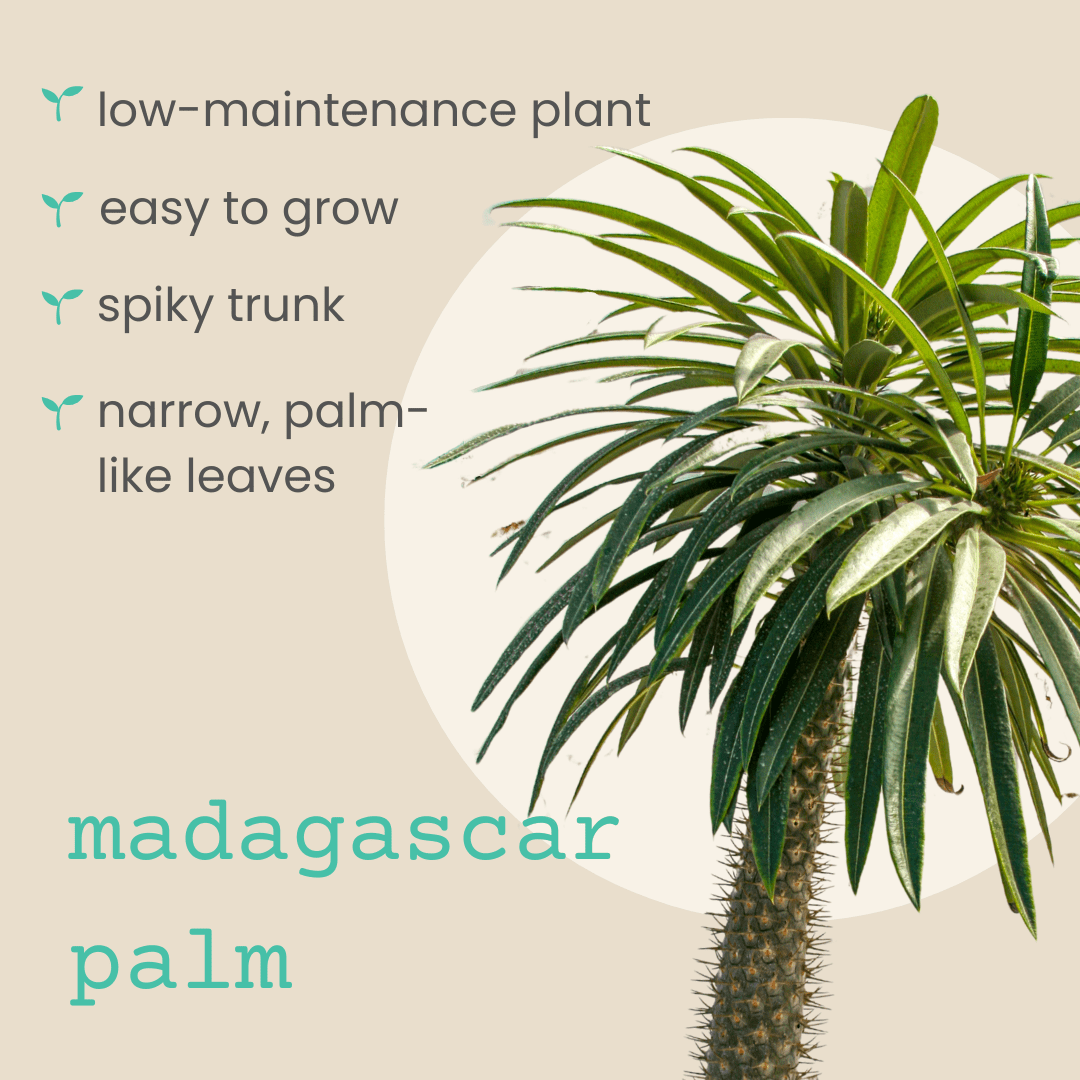 Pachypodium lamerei 'Madagascar Palm' Seeds, view 4