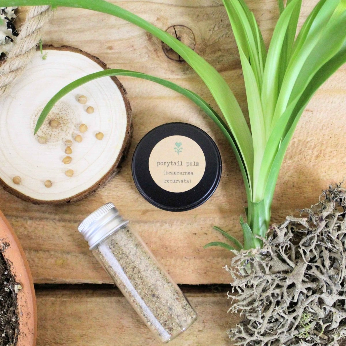 "Pet-Friendly" Houseplant Seed Collection, view 5
