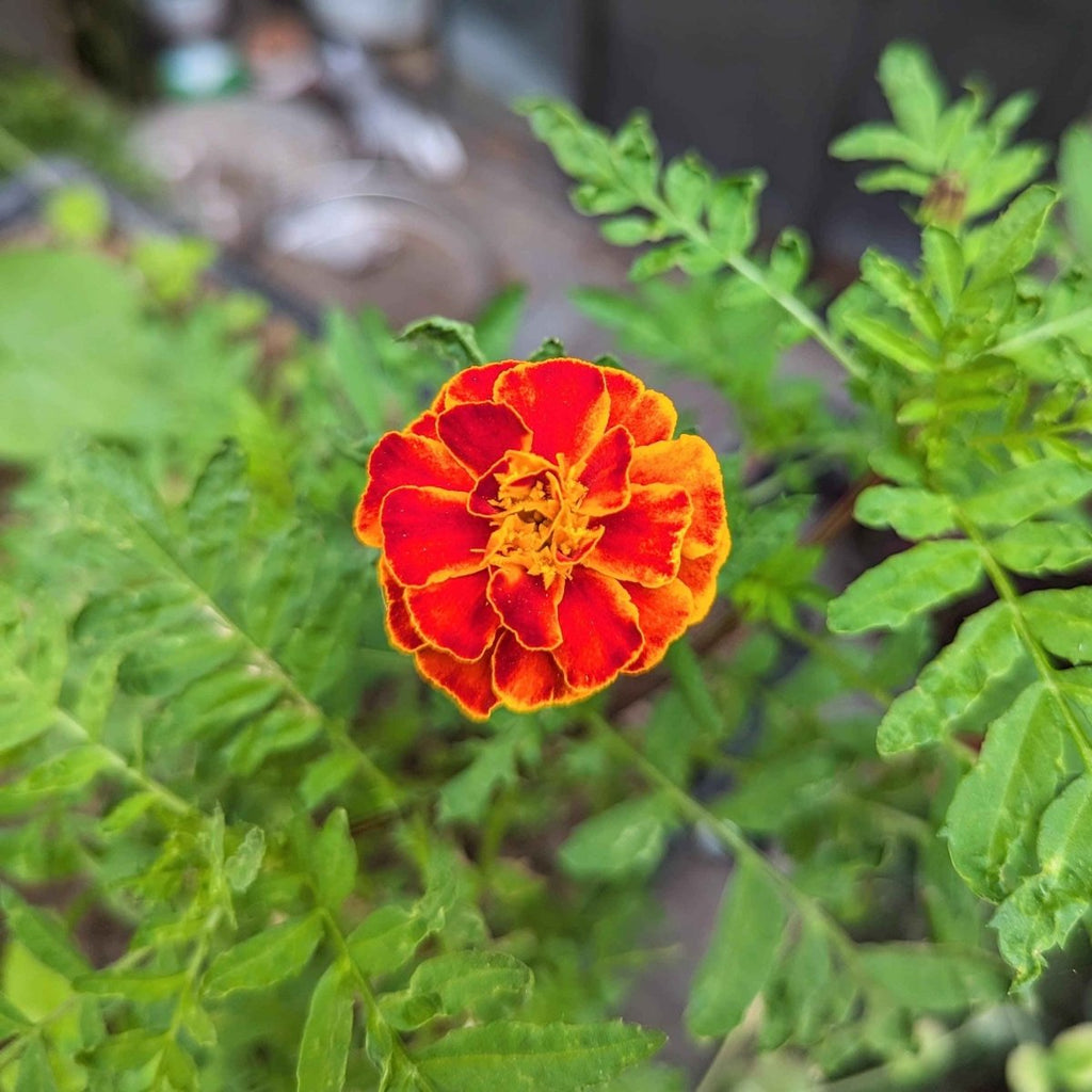 Petite Marigold Seeds, view 5