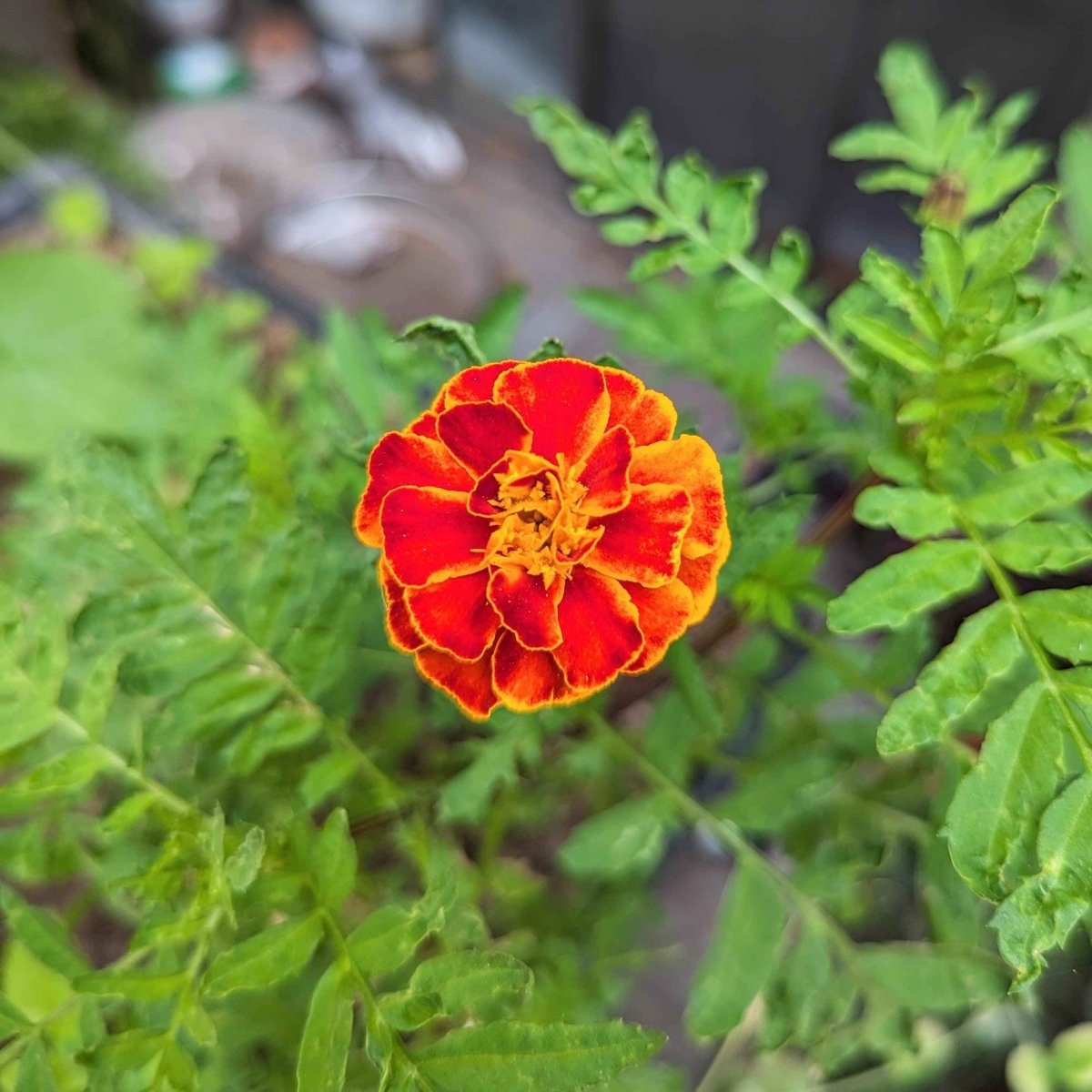 Petite Marigold Seeds, view 5
