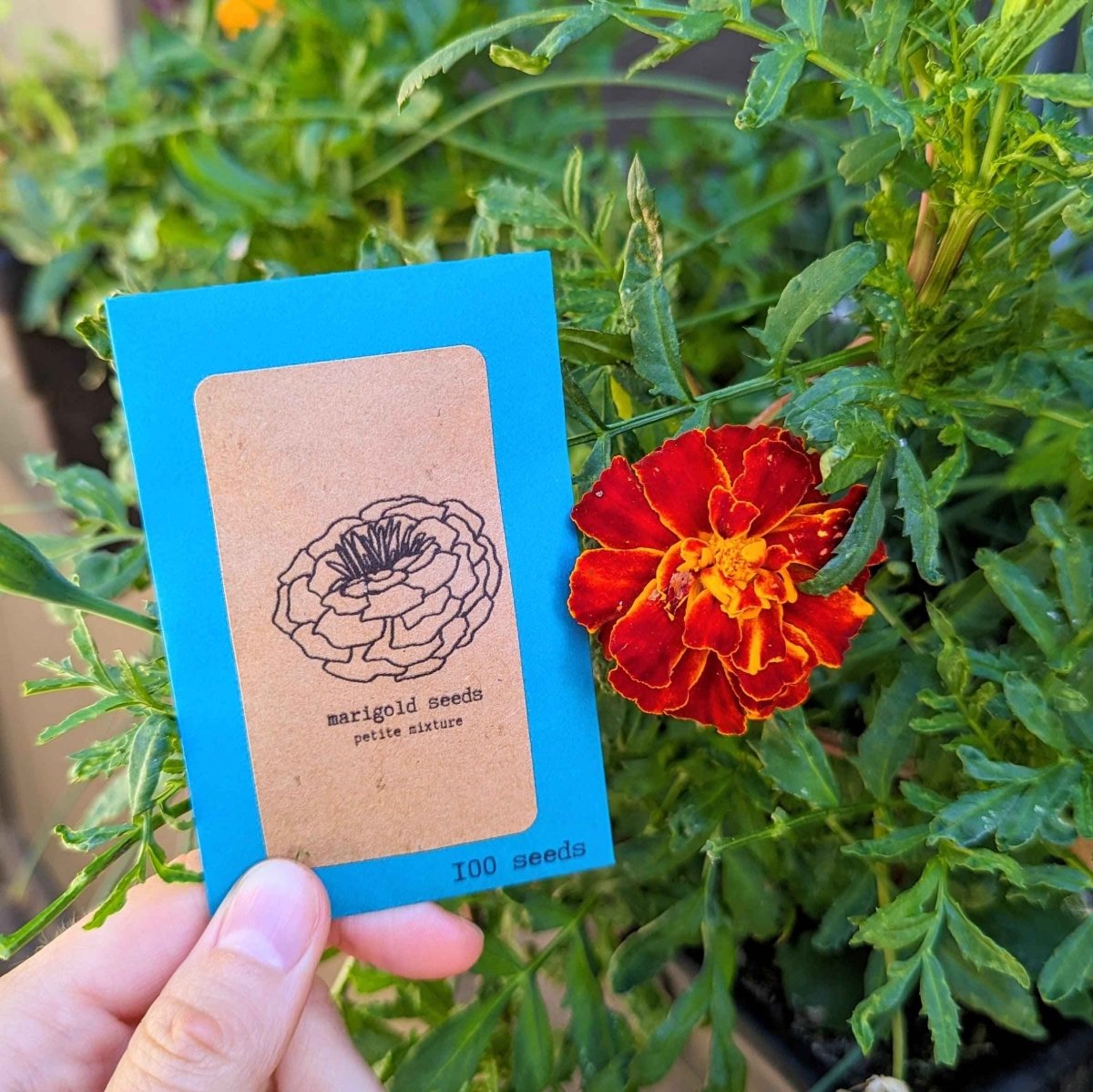 Petite Marigold Seeds, view 4