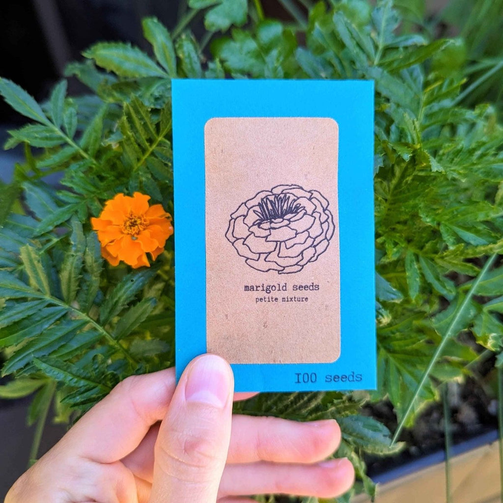 Petite Marigold Seeds, view 3