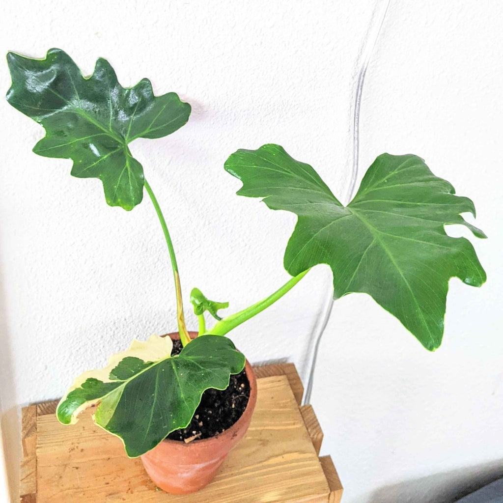 Philodendron selloum split leaf seeds, view 11