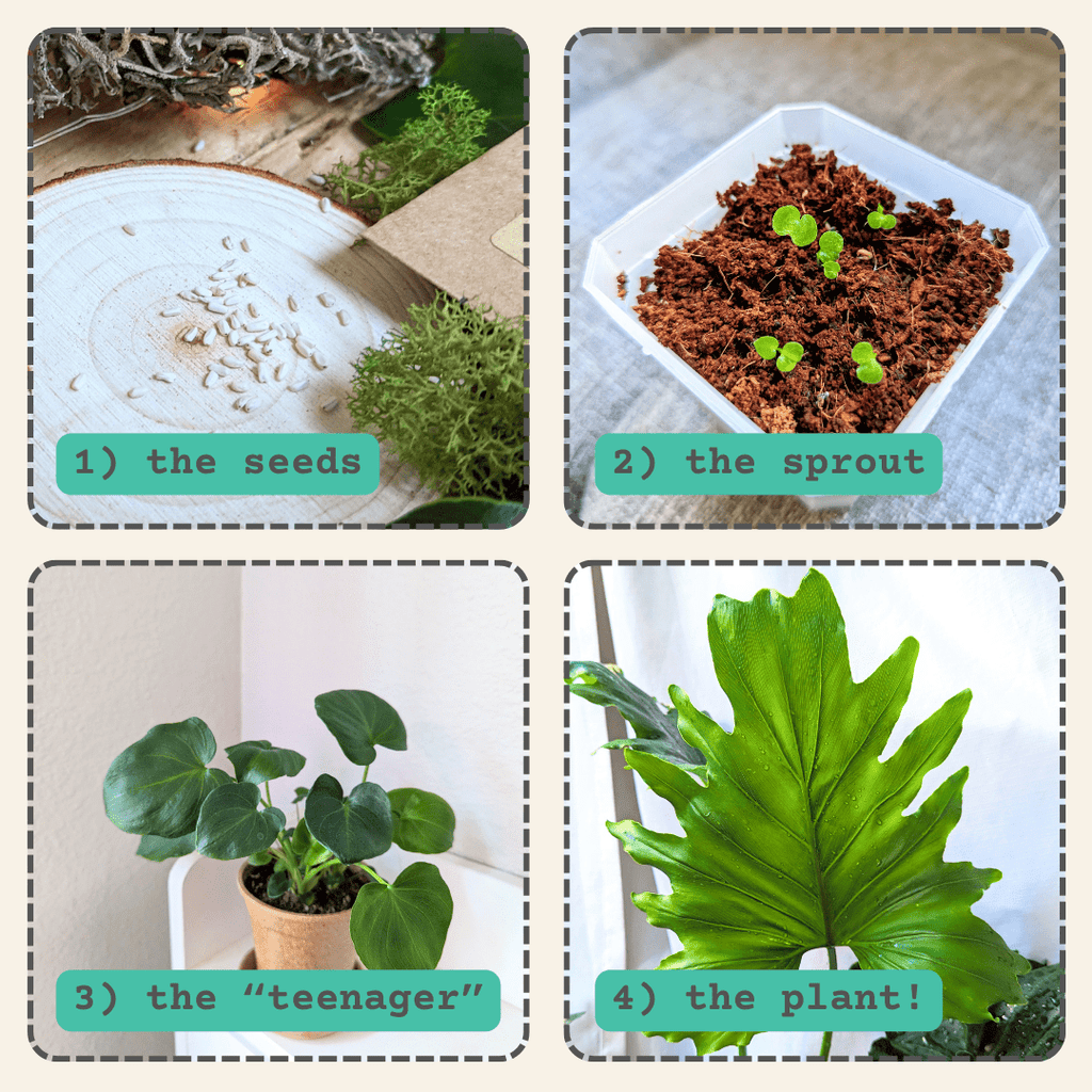 Philodendron selloum split leaf seeds, view 5