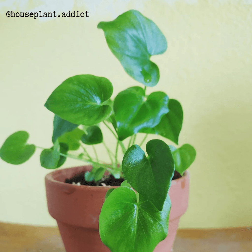 Philodendron selloum split leaf seeds, view 10