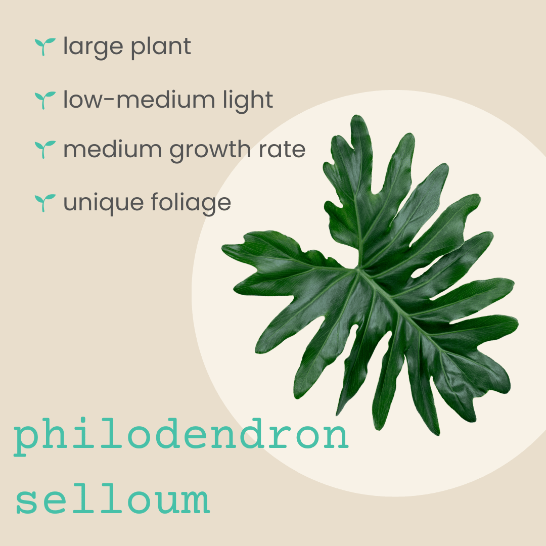 Philodendron selloum split leaf seeds, view 3