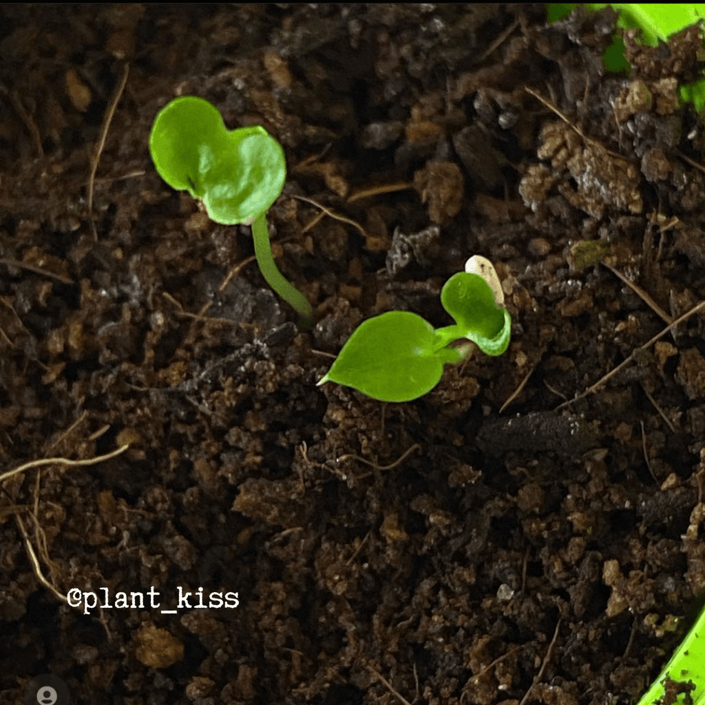Philodendron selloum split leaf seeds, view 9