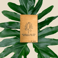 Philodendron selloum split leaf seeds