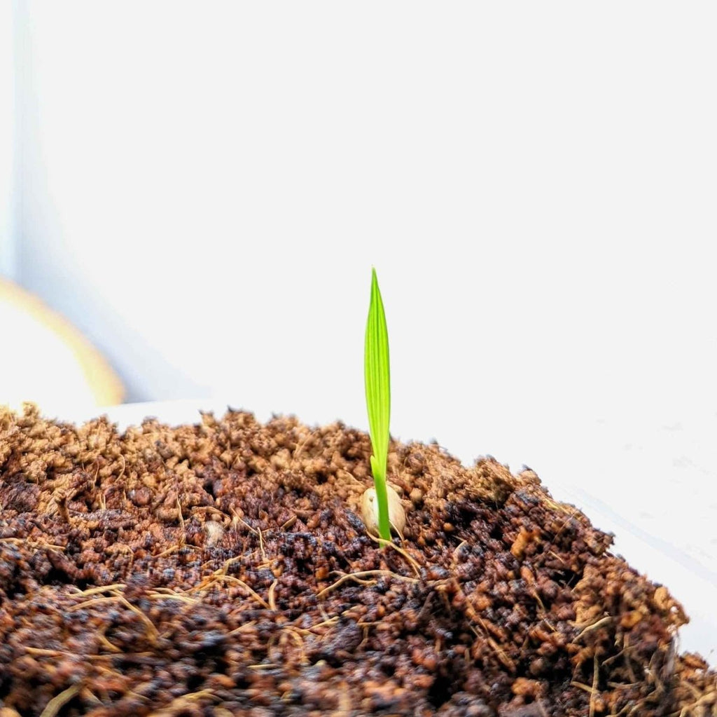 Phoenix Robelenii 'Pygmy Date Palm' Seeds, view 4