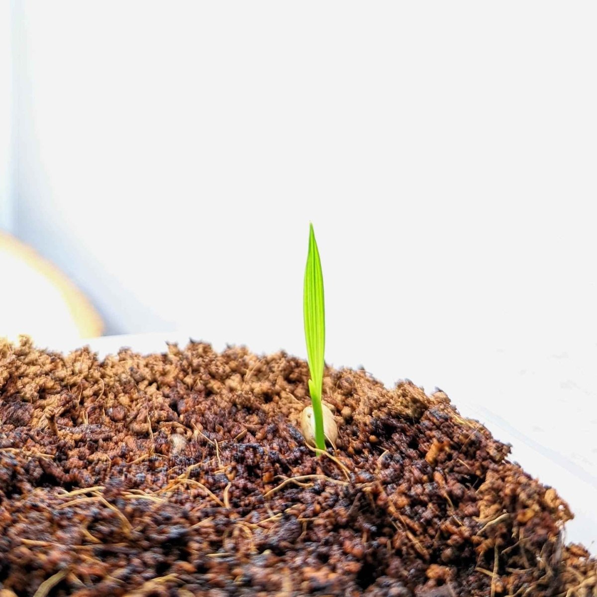 Phoenix Robelenii 'Pygmy Date Palm' Seeds, view 4