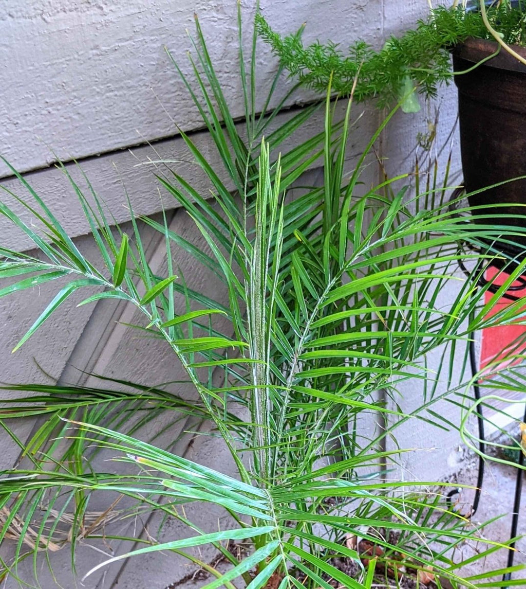 Phoenix Robelenii 'Pygmy Date Palm' Seeds, view 3