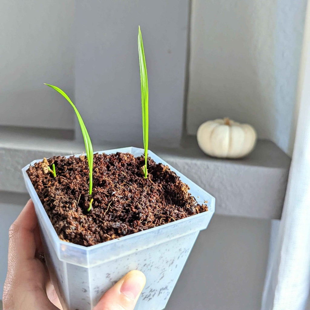 Phoenix Robelenii 'Pygmy Date Palm' Seeds, view 5