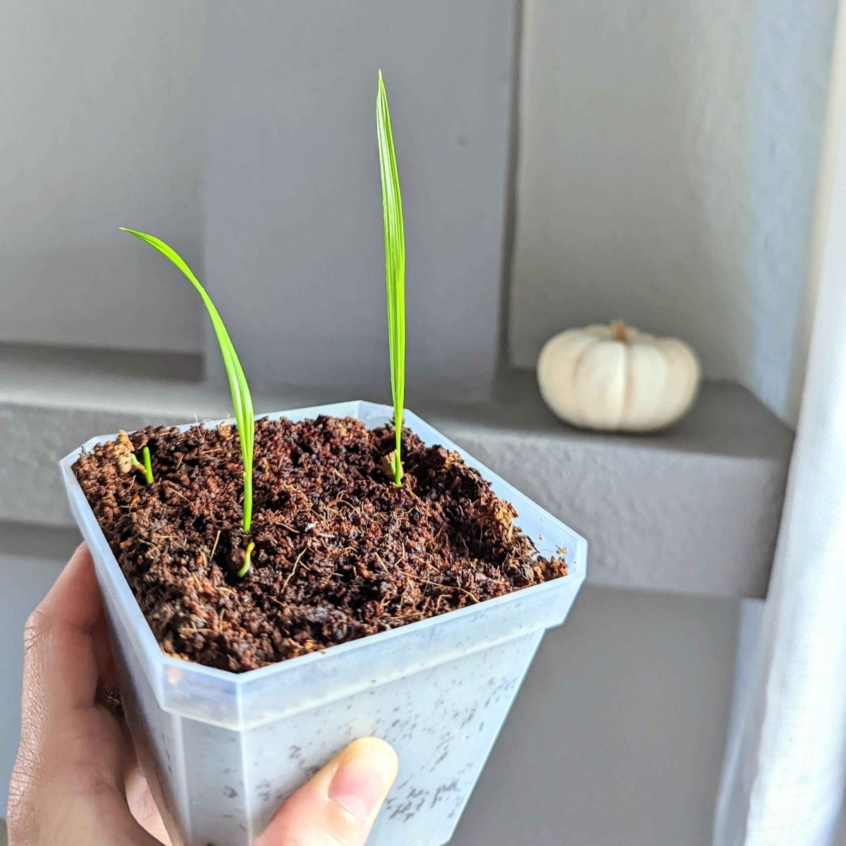 Phoenix Robelenii 'Pygmy Date Palm' Seeds, view 5