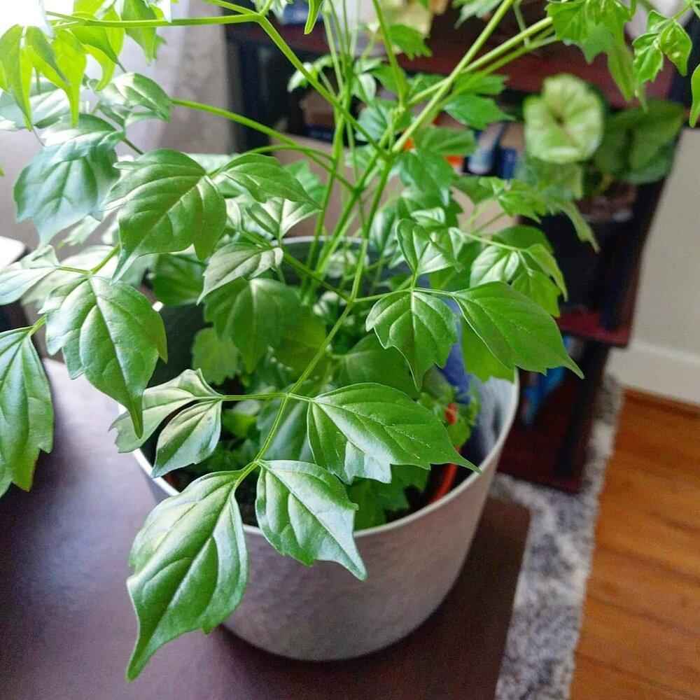 Radermachera Sinica 'China Doll' Plant Seeds, view 11