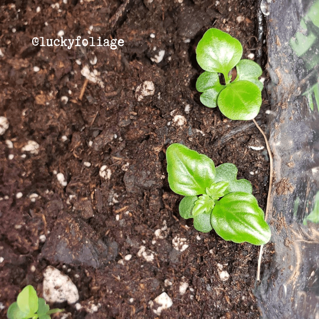 Radermachera Sinica 'China Doll' Plant Seeds, view 15