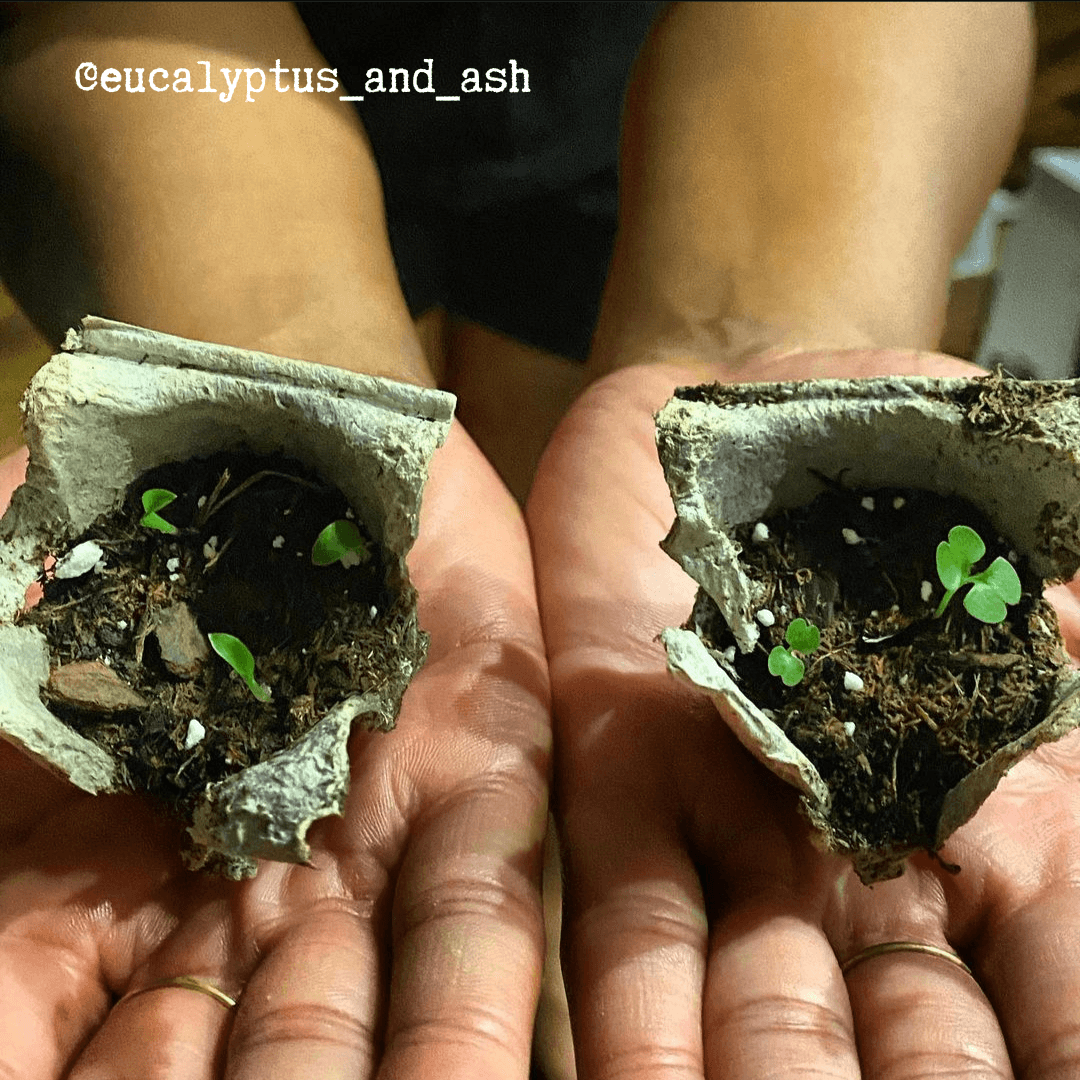 Radermachera Sinica 'China Doll' Plant Seeds, view 14