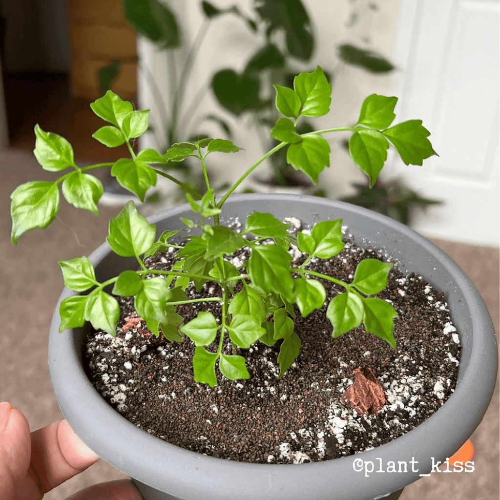 Radermachera Sinica 'China Doll' Plant Seeds, view 13