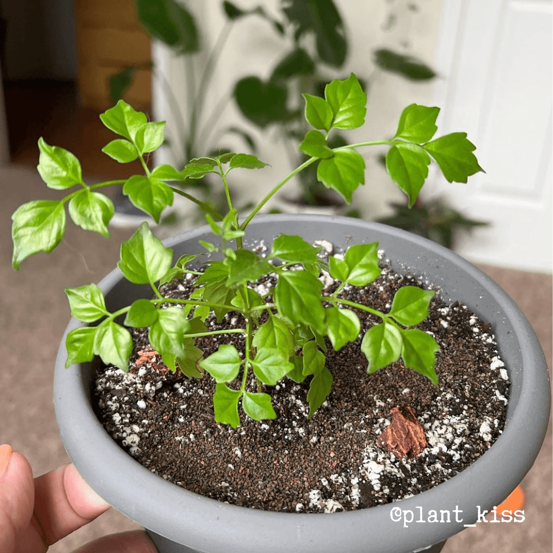 Radermachera Sinica 'China Doll' Plant Seeds, view 13