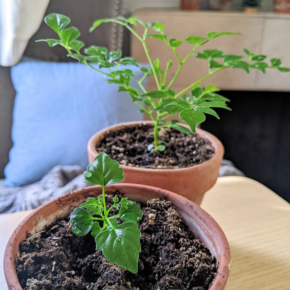 Radermachera Sinica 'China Doll' Plant Seeds, view 10