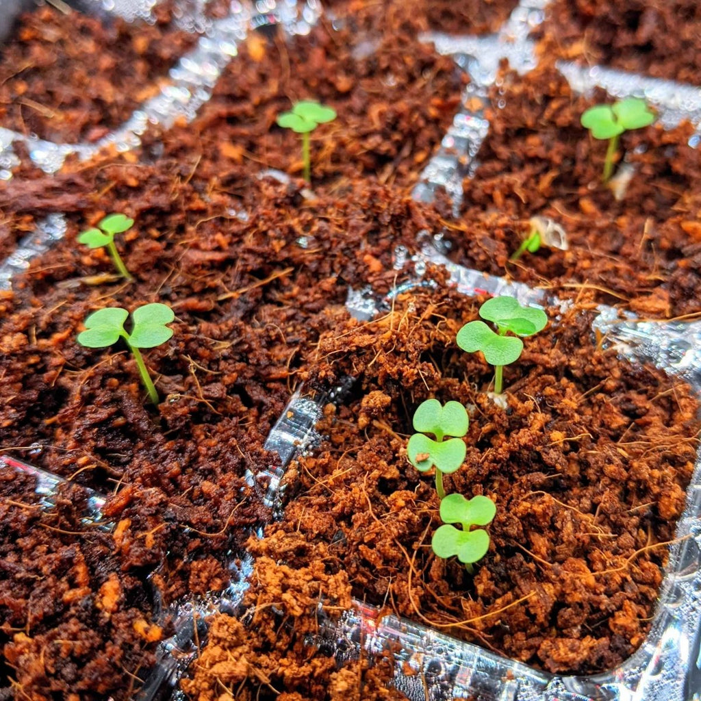Radermachera Sinica 'China Doll' Plant Seeds, view 8