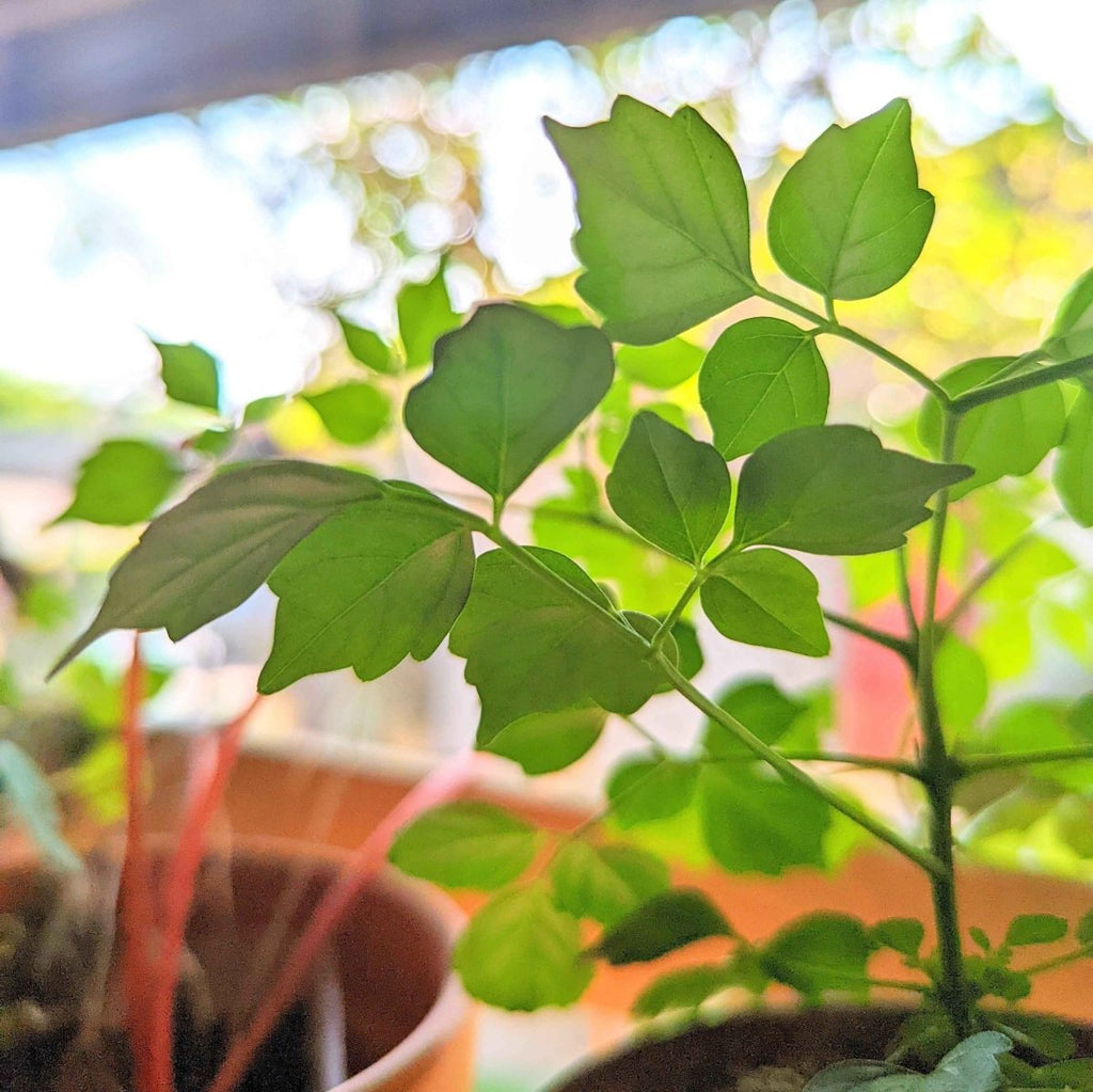 Radermachera Sinica 'China Doll' Plant Seeds, view 12