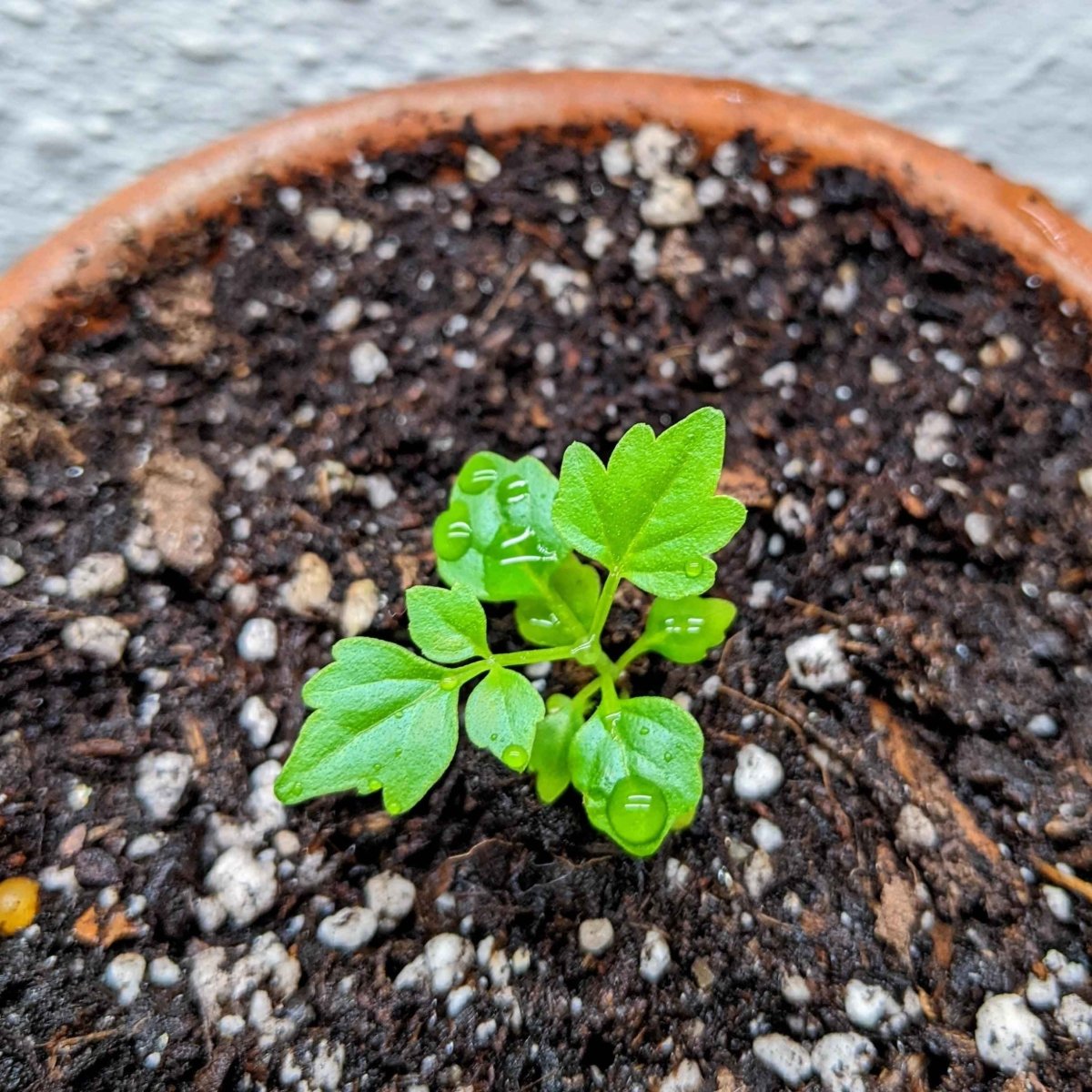 Radermachera Sinica 'China Doll' Plant Seeds, view 9