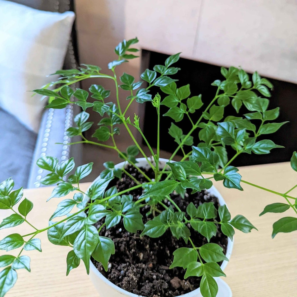 Radermachera Sinica 'China Doll' Plant Seeds, view 7