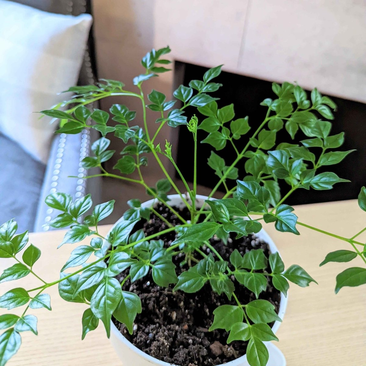 Radermachera Sinica 'China Doll' Plant Seeds, view 7
