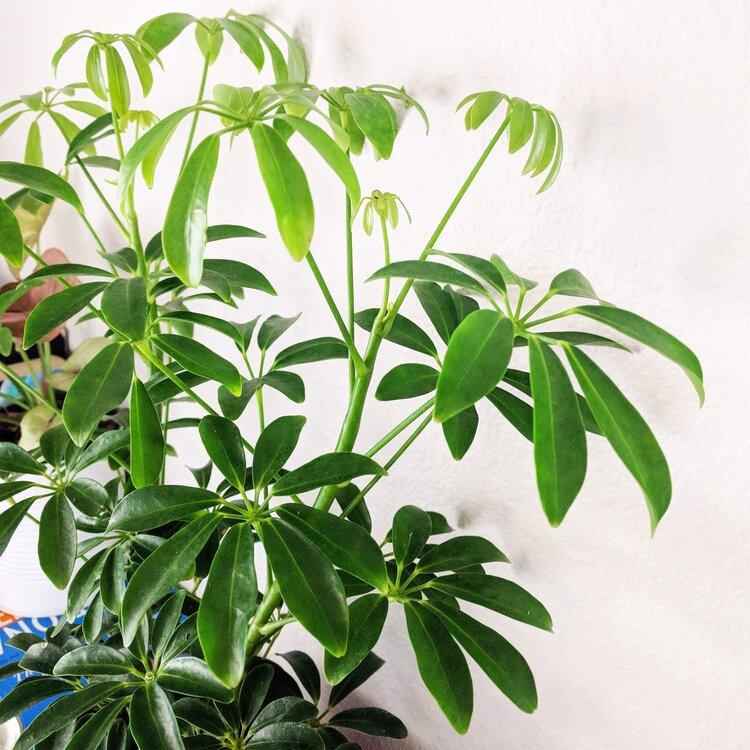 Schefflera Arboricola 'Dwarf Umbrella Plant' Seeds, view 8