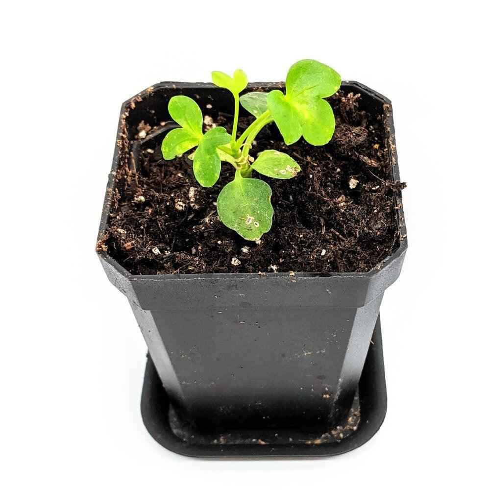 Schefflera Arboricola 'Dwarf Umbrella Plant' Seeds, view 6