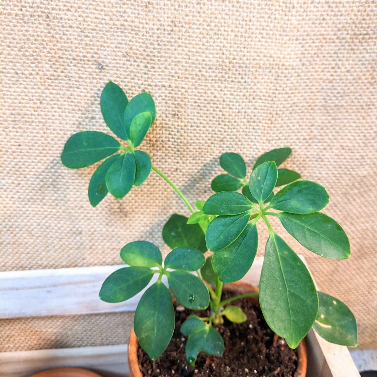 Schefflera Arboricola 'Dwarf Umbrella Plant' Seeds, view 7