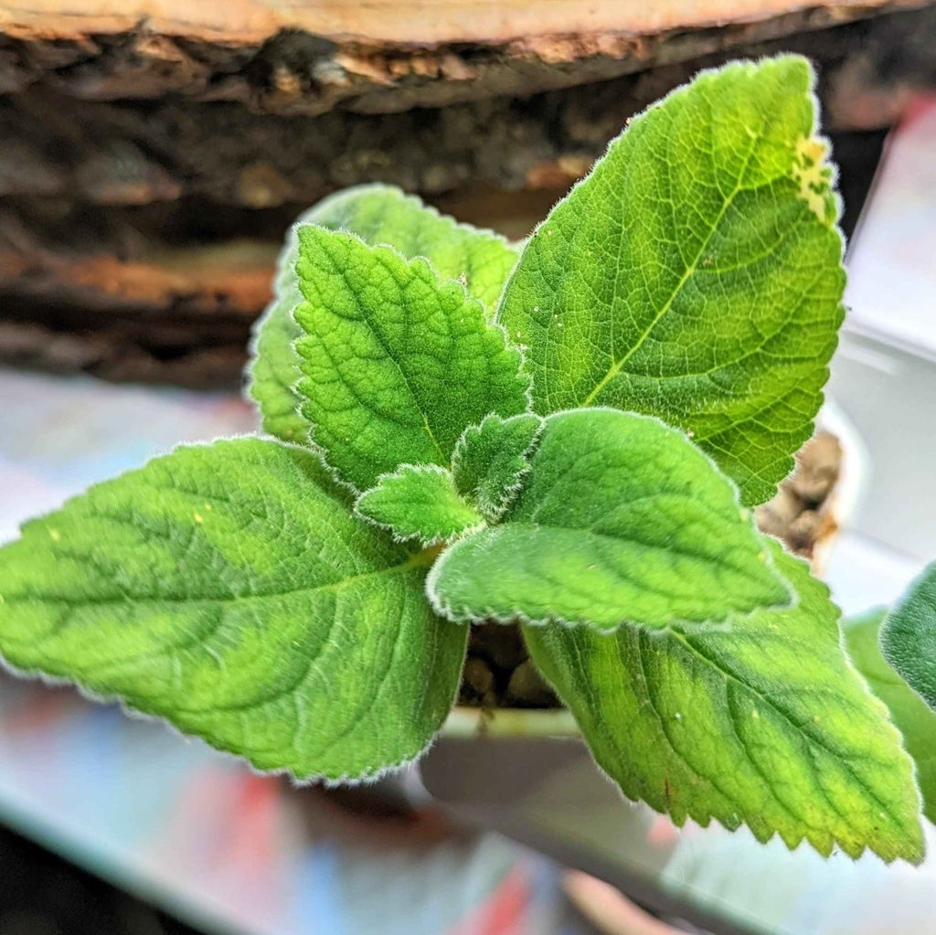 Sinningia Mix "Gloxinia" Seeds, view 13