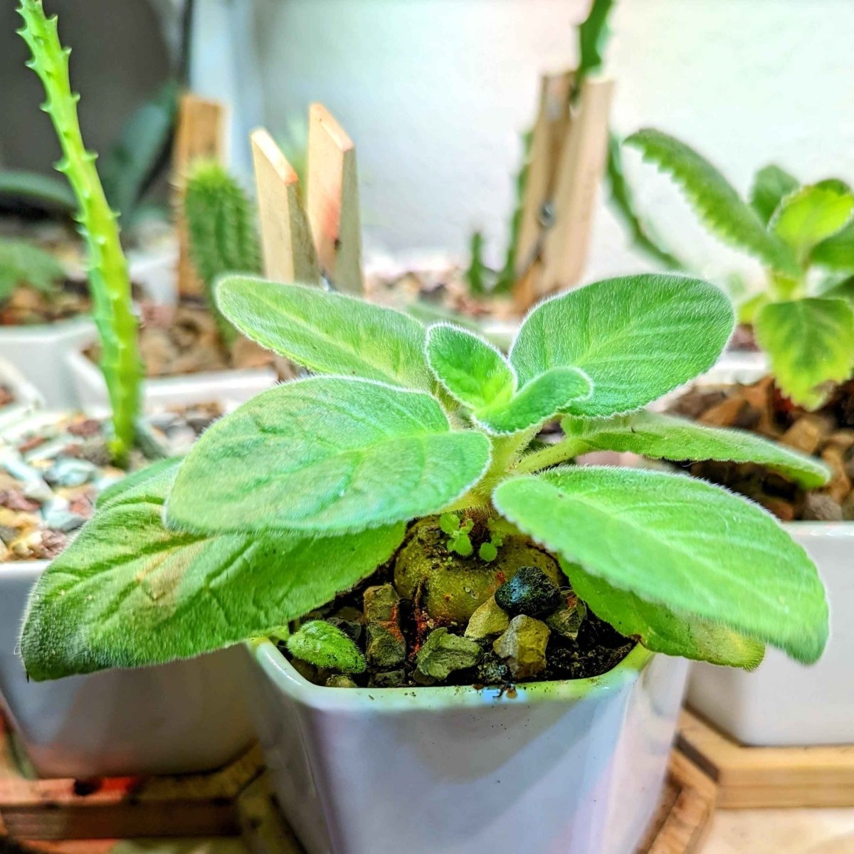 Sinningia Mix "Gloxinia" Seeds, view 12