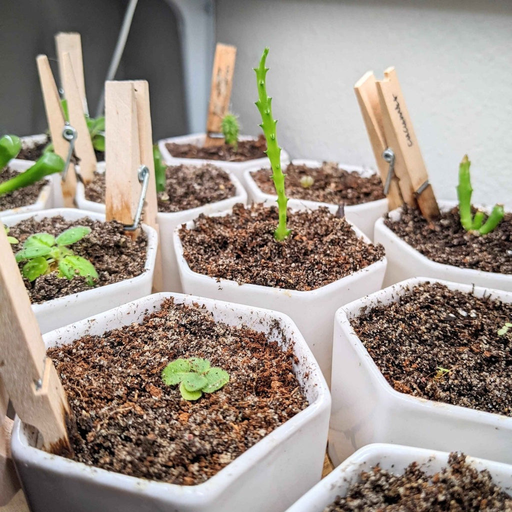 Sinningia Mix "Gloxinia" Seeds, view 6