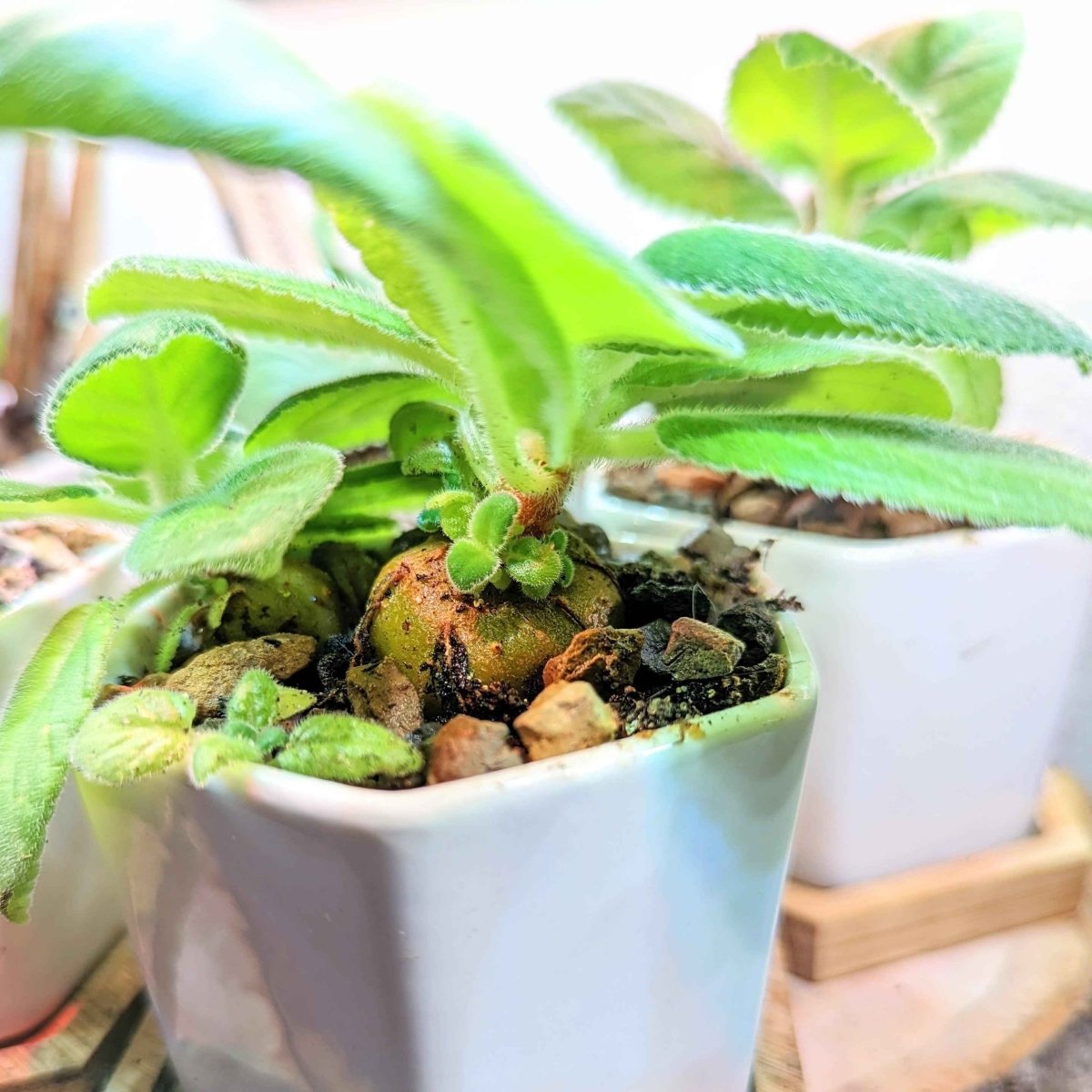 Sinningia Mix "Gloxinia" Seeds, view 5