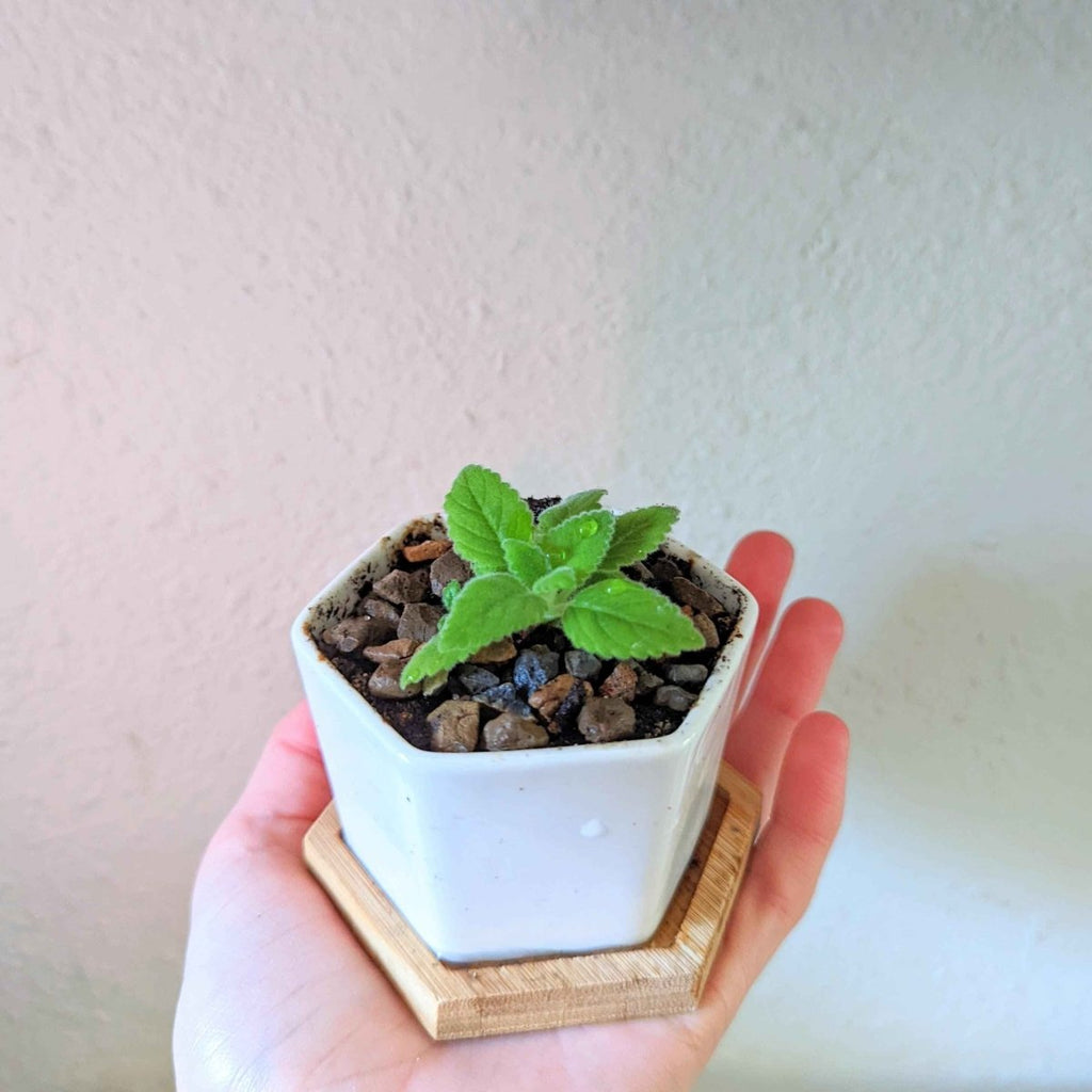 Sinningia Mix "Gloxinia" Seeds, view 9