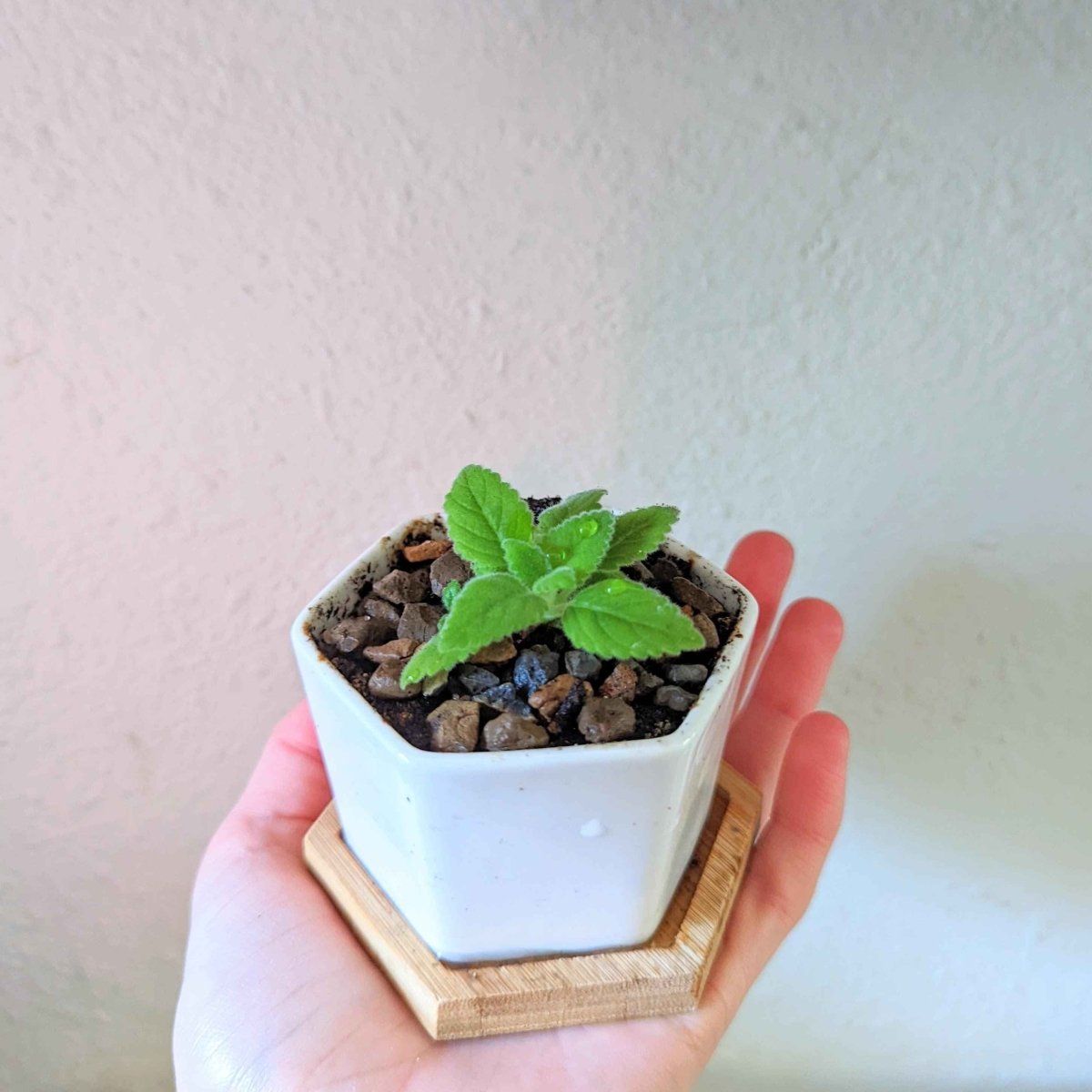 Sinningia Mix "Gloxinia" Seeds, view 9