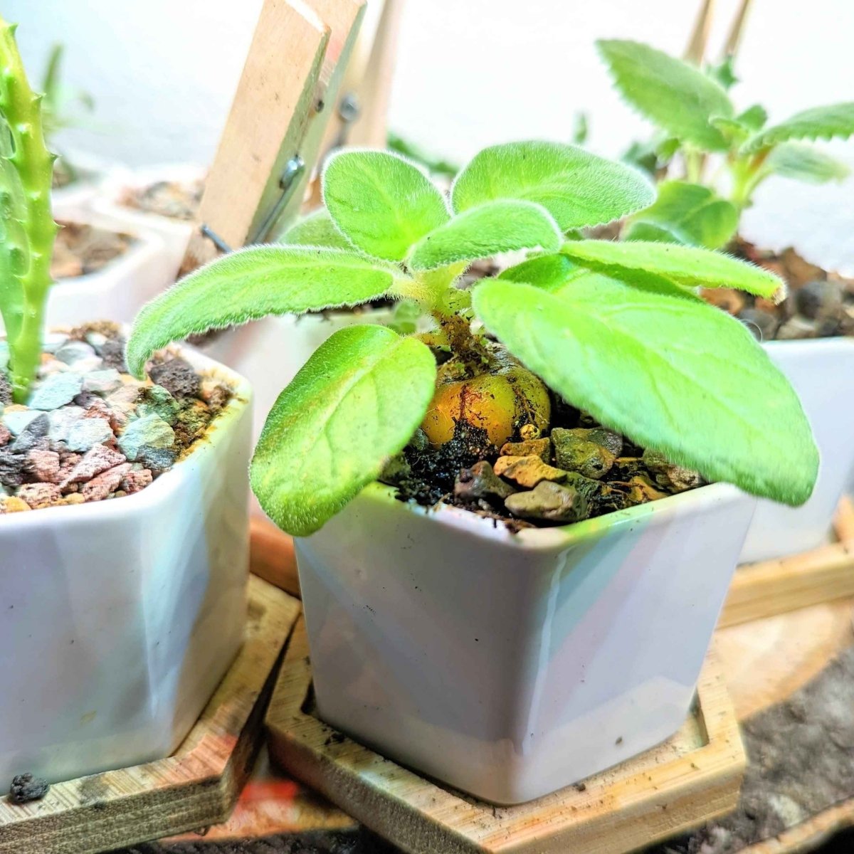 Sinningia Mix "Gloxinia" Seeds, view 11